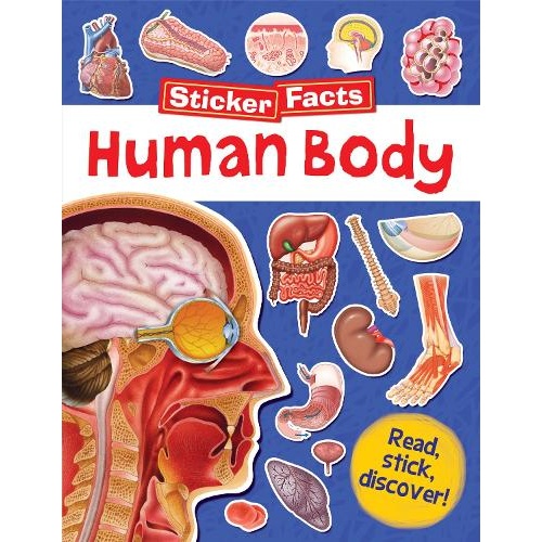 Human Body Sticker Facts