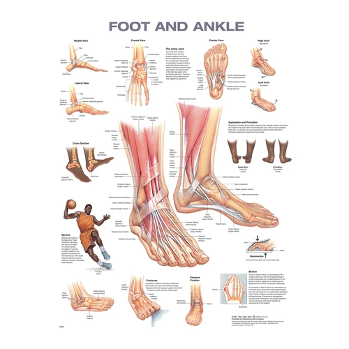 Foot and Ankle Anatomical Chart